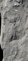 Asterophyllites grandis